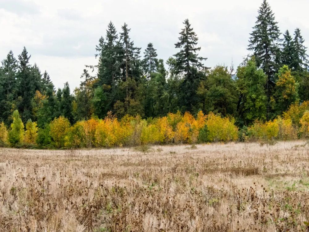 Fall colors showing across a brown meadow at Mt Pisgah