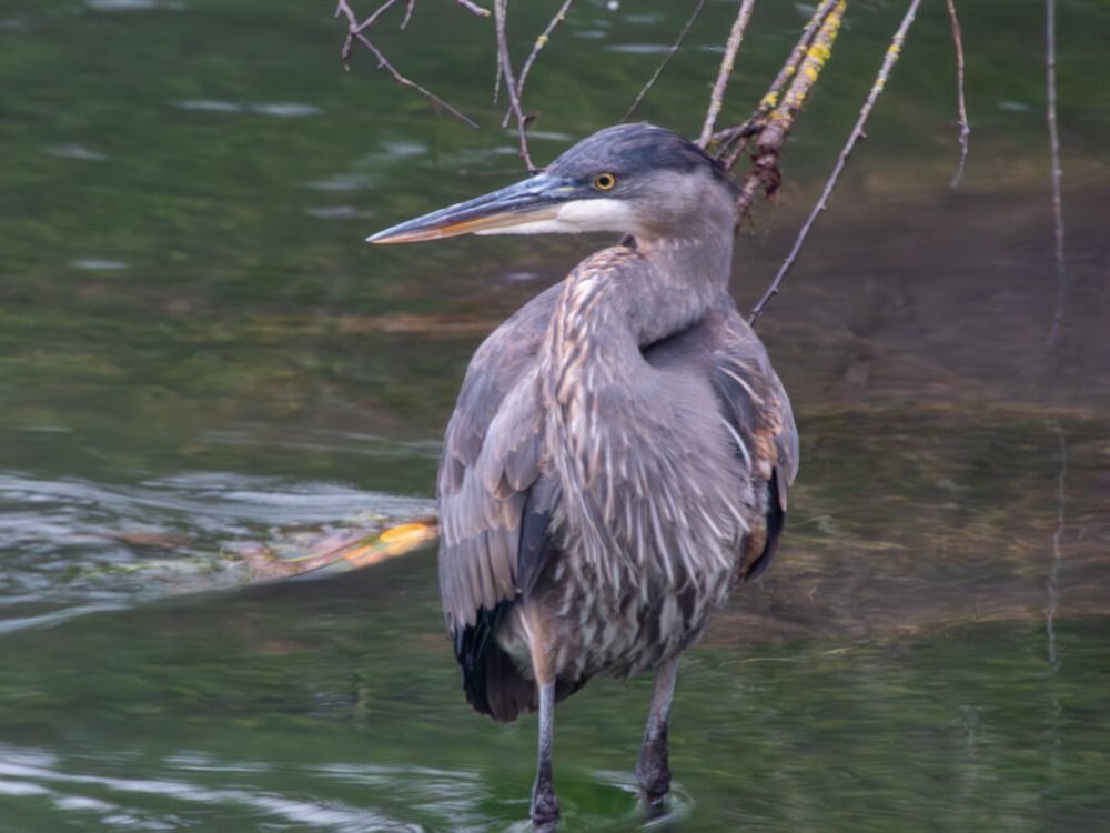 Heron with crooked neck