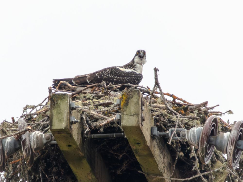 osprey in a nest looking right at you