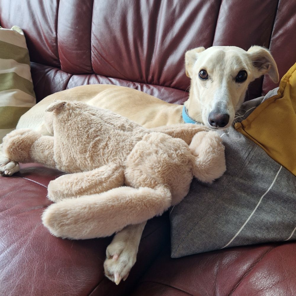 Fawn whippet puppy on a leather sofa with his favourite squeaky bunny plushie.