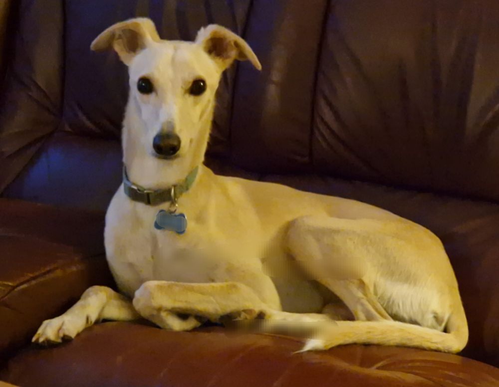 Handsome fawn whippet curled up on a burgundy sofa, looking straight into the camera with his big brown eyes.