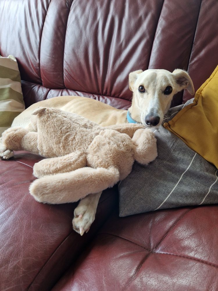 The same puppy on the sofa cuddling his emotional support stuffed bunny.