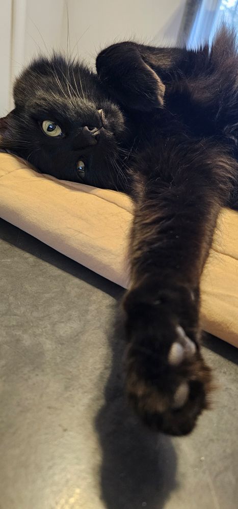 A fluffy black cat lays on his back, one paw stretched toward the camera. 