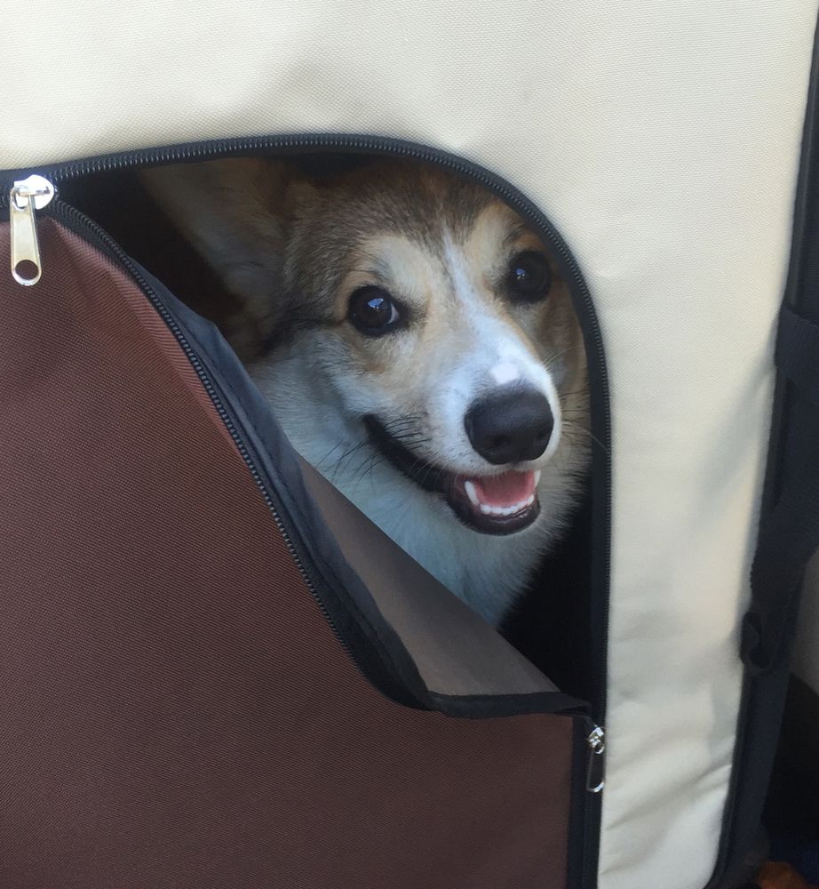 Sable corgi puppy peering through a partially unzipped dog travel crate. He looks so happy.