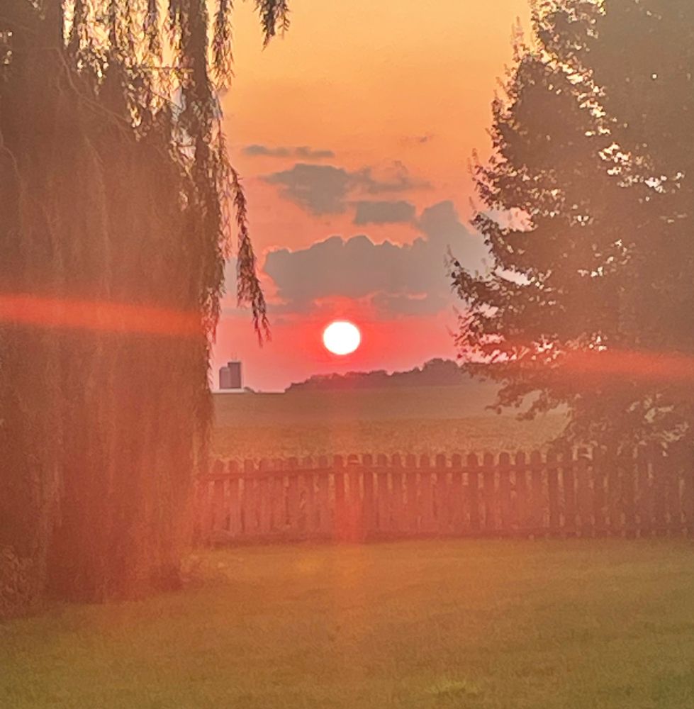 Pink orange sun rising with clouds above behind a fence, and between a large weeping willow tree and small maple in the country.