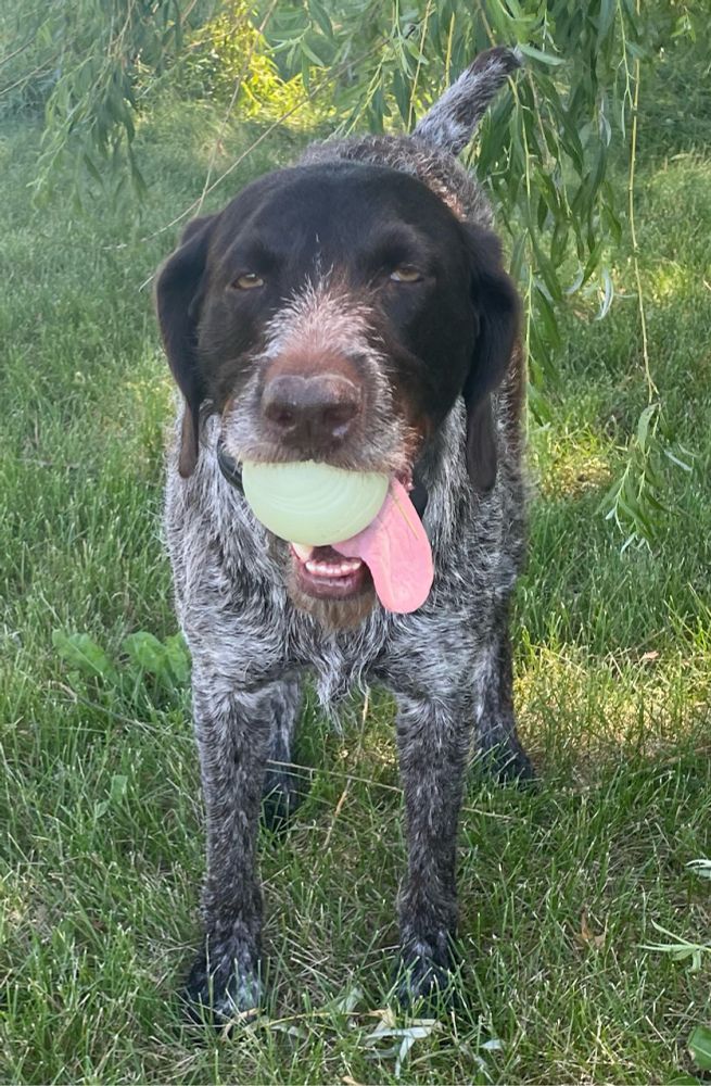 German wirehaired pointer standing in grass with ball in her mouth and tongue hanging out of the side.