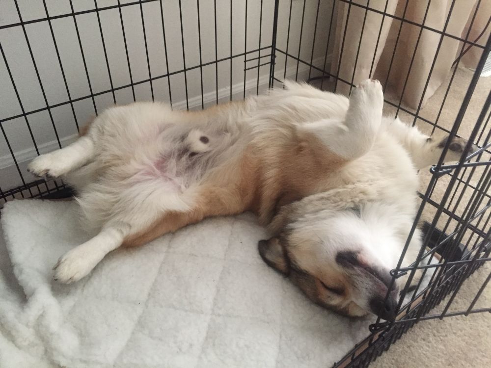 Sable corgi sleeping on his back in his crate.