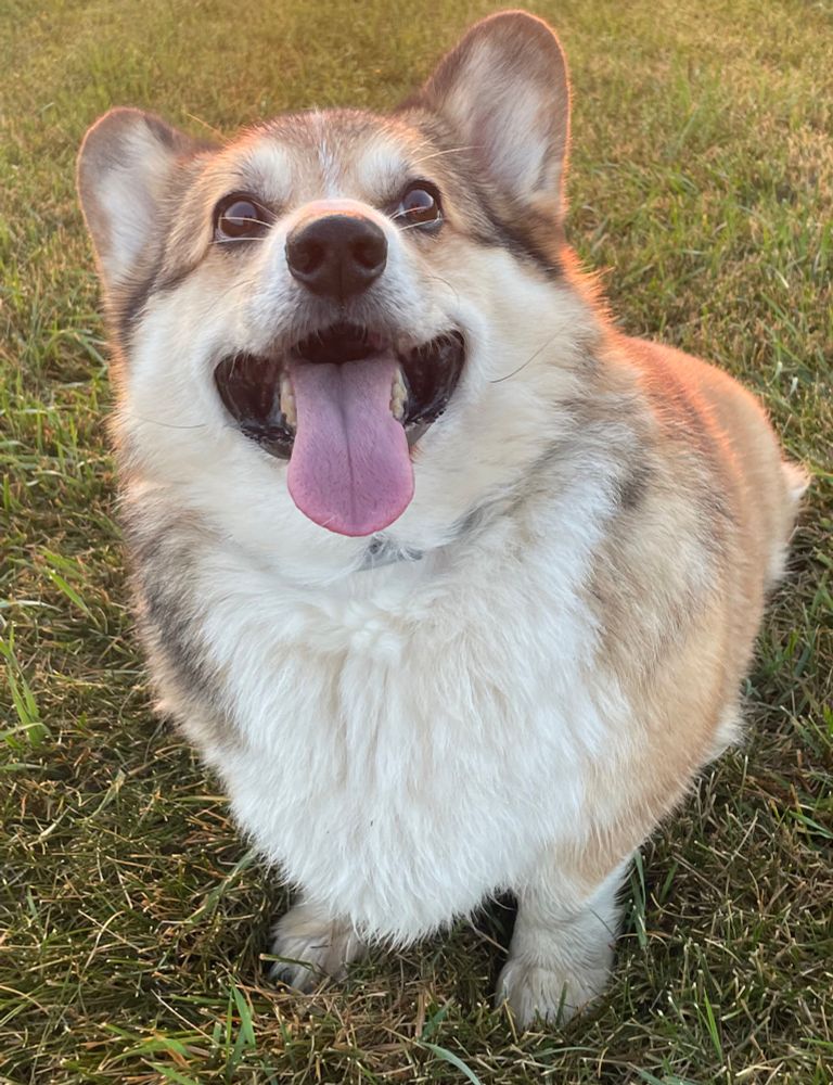 Sable corgi sitting on a lawn looking up at his human who is probably holding his soccer ball. He looks very excited and has his tongue out. 

To add alt text on Bluesky, click the "+ALT" button that appears on an uploaded image before you post, type the description, and save it. You can also enable a setting in Settings > Accessibility > "Require alt text before posting" to make sure you don't forget.