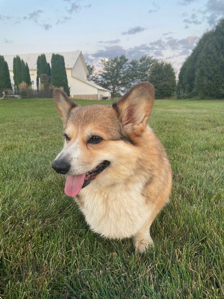 Sable corgi standing on a lawn with a barn and full moon behind him just after sunrise.