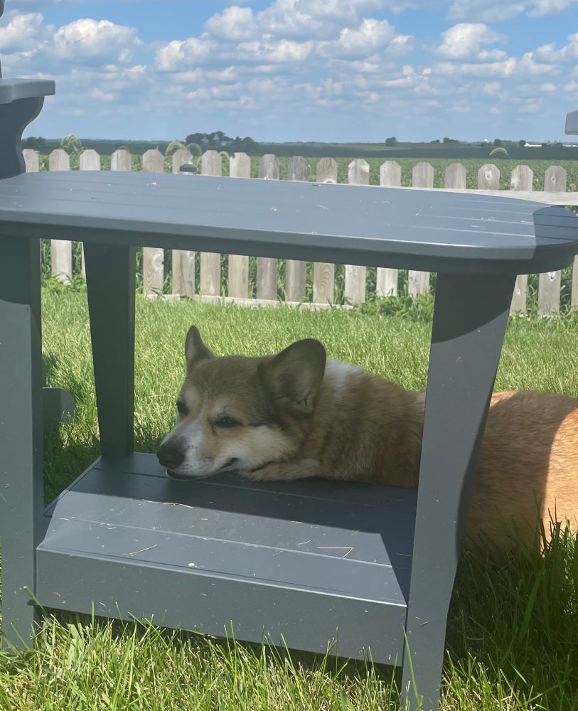 Sable corgi with his head resting in the shade of the bottom shelf of a gray Adirondack side table which is sitting on a green lawn.
