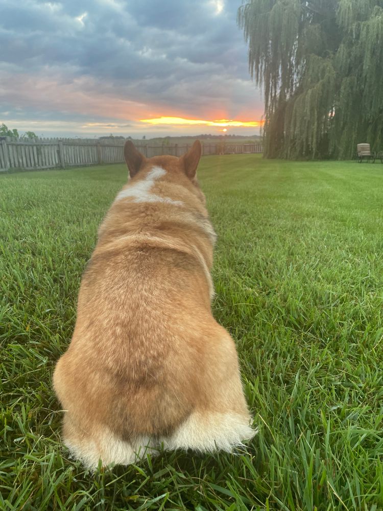 Sable corgi sitting in a lawn with his back to camera looking in the direction of the sun which is rising through clouds in the country.
