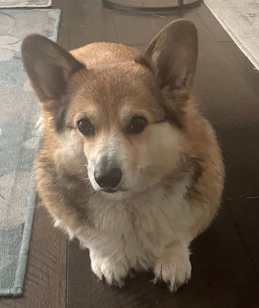 Sable corgi laying on a hardwood floor looking slightly annoyed.