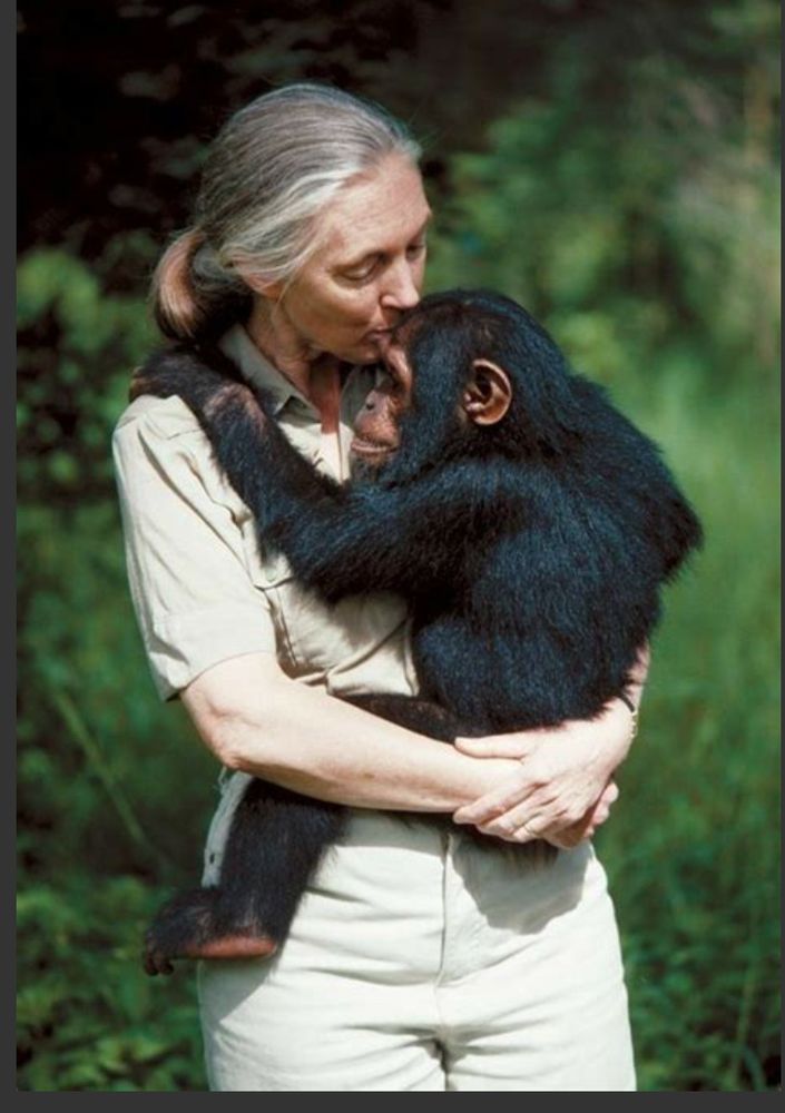 A photo of Jane Goodall in younger years holding a chimpanzee in her arms. 