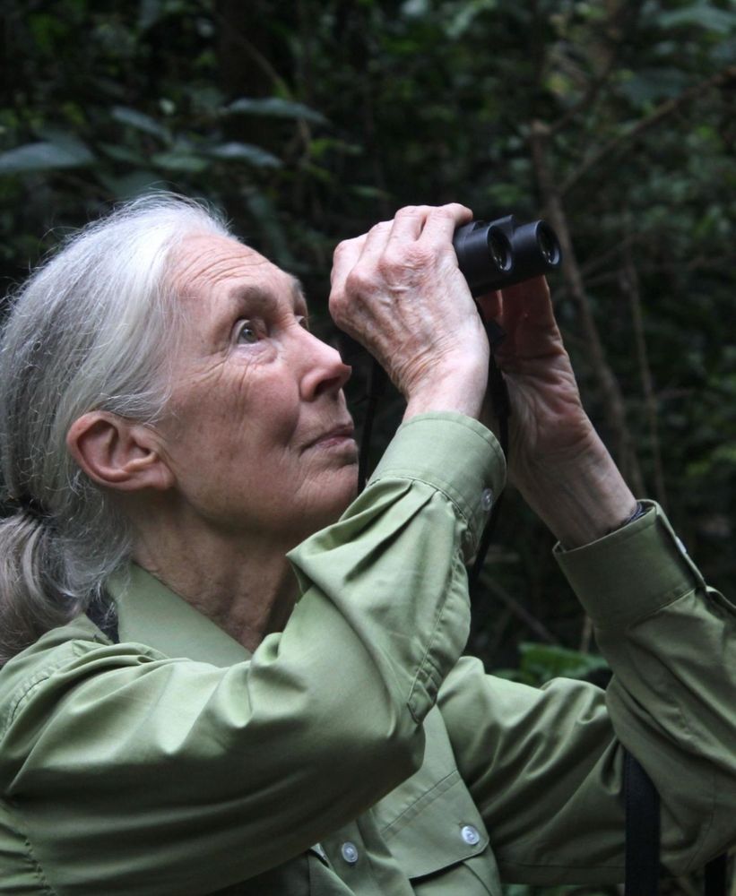 A picture of Jane Goodall holding binoculars in a green collared shirt. 