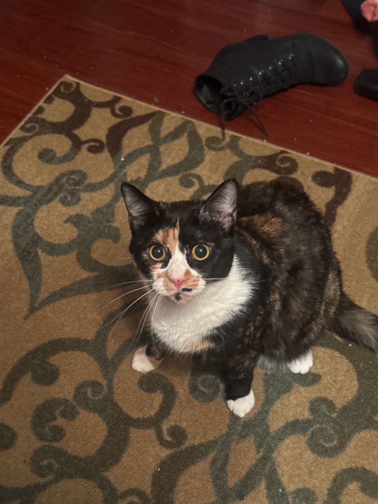 A calico cat (Selkie)