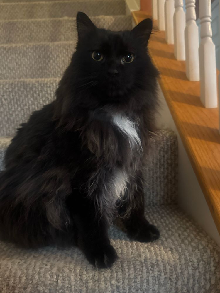 A long haired black cat with a white chest (Shadow)