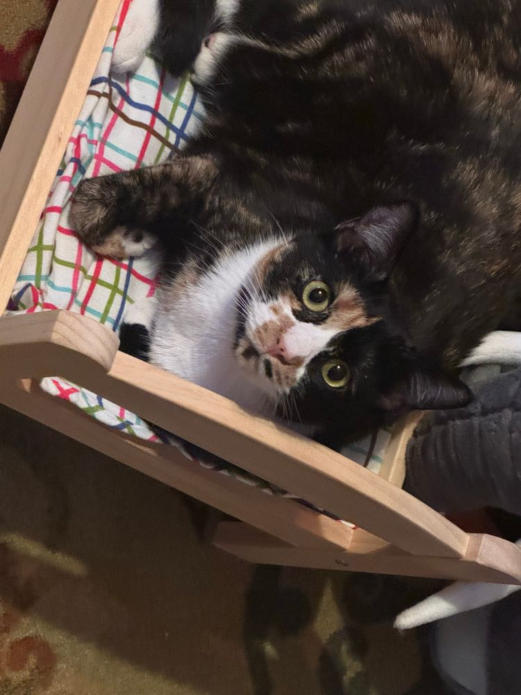 A calico cat (Selkie)
