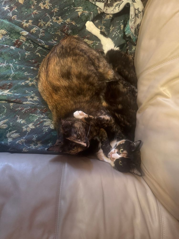 A tortie and a calico cat (Boots (Shubin) and Selkie)