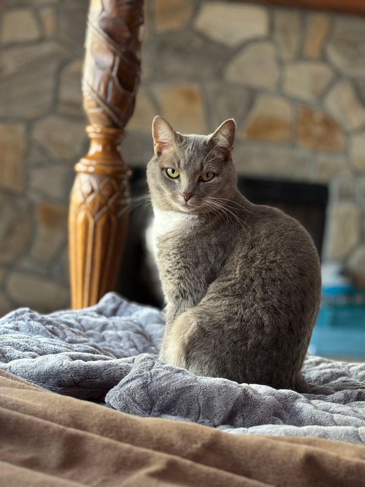 Car sitting regally on bed