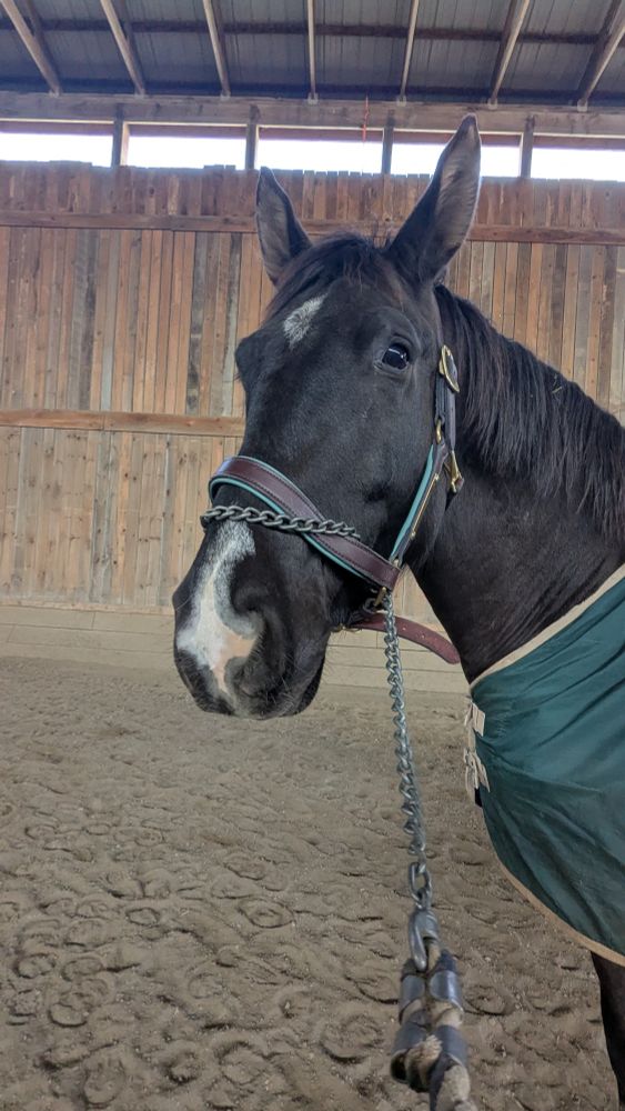 This is a headshot of a horse standing in a indoor ring. The footing is sand and the background has a wooden wall. The horse is black with a white star on his forehead and snip on his nose. His ears are turned to the side and his eye is a tad bit worried. He is wearing a brown halter with teal padding. He is also wearing a teal sheet with tan trim.