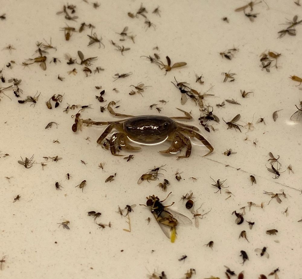 A crab’s carapace rises above a malaise trap soup, which usually primarily collects flying insects
