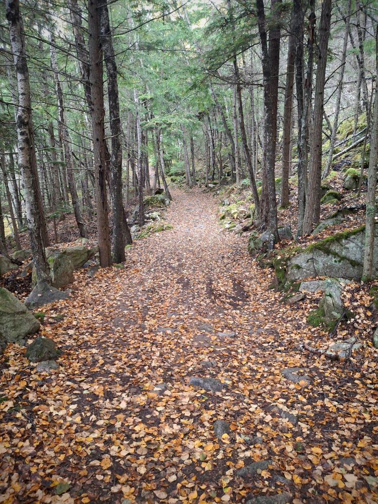 Birch leaves, strewn about on a forest trail