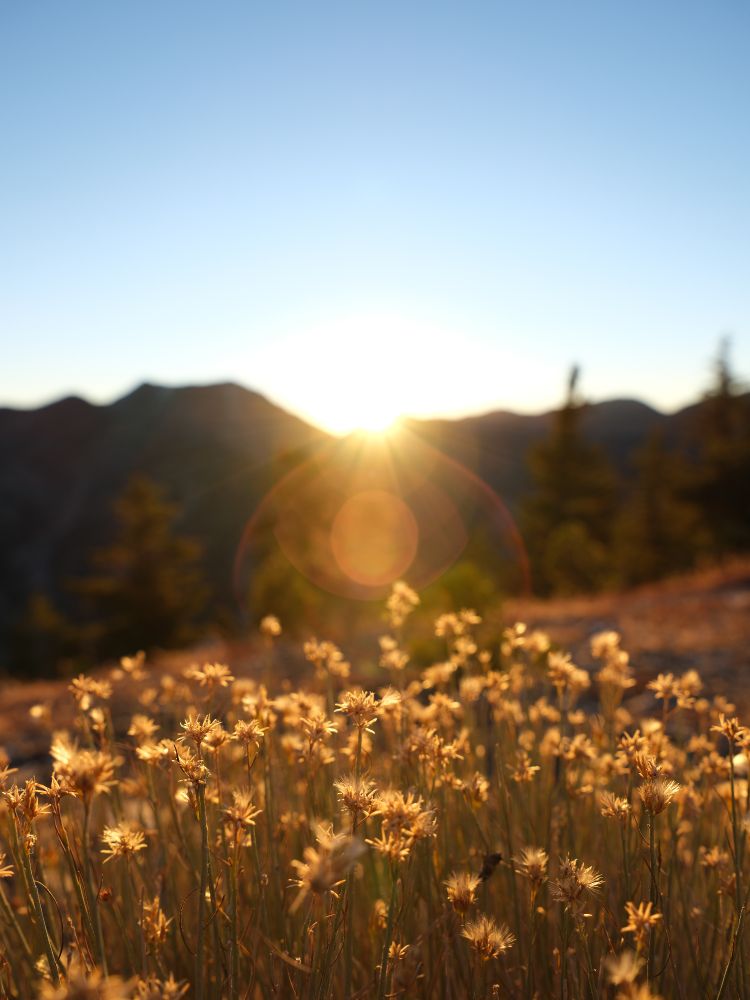 Lens flares as the sun breaks over Mount Ontario (I think)
