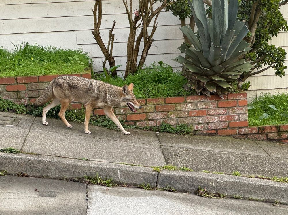 Coyote walking down a sloped sidewalk