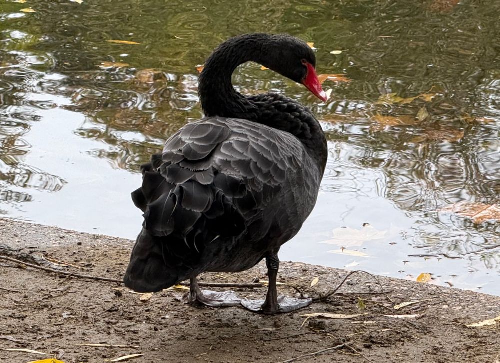 The common black swan