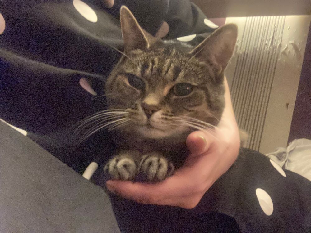 Polly, a 19 year old cat