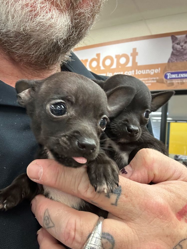 Two tiny 1.5lb chihuahuas held in one man’s hand