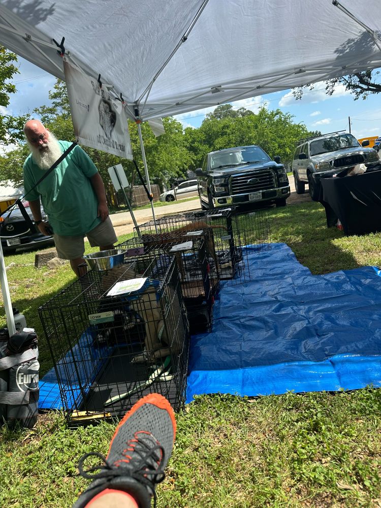 Dog kennels on a blue tarp underneath a tent with a banner that reads Safe Refuge of central Texas