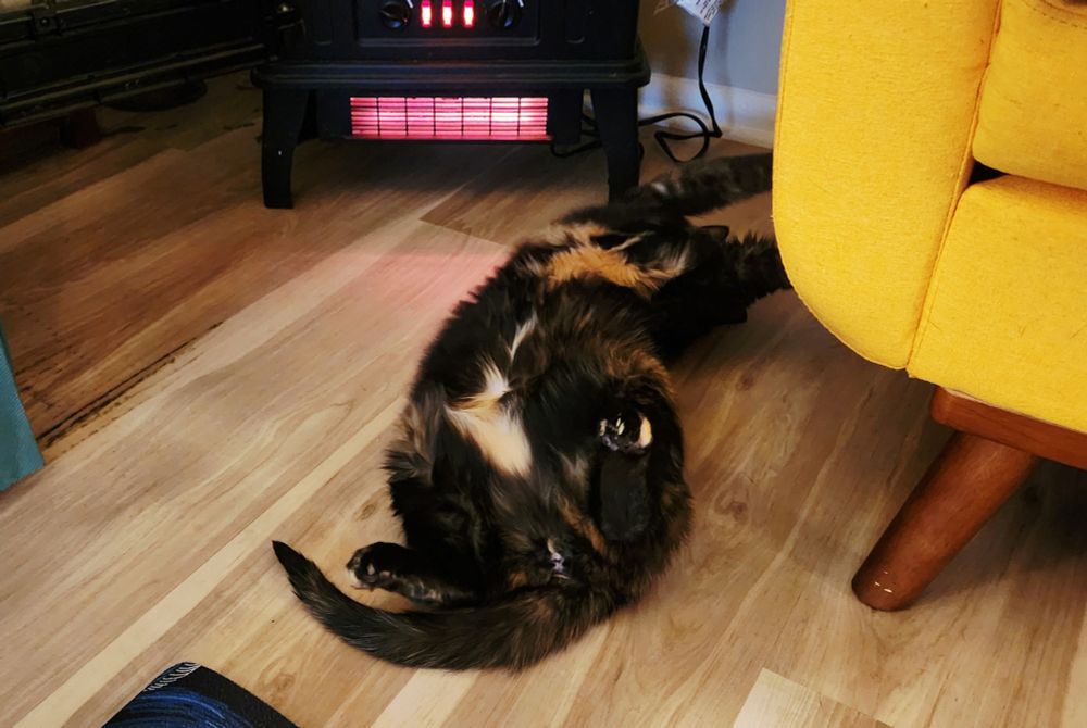 photo of Bushca REALLY enjoying the space heater