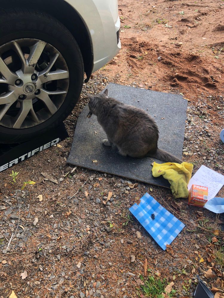 Our cat, Puck, making sure I am doing the oil change correctly, she is sitting on my mat looking under the car.