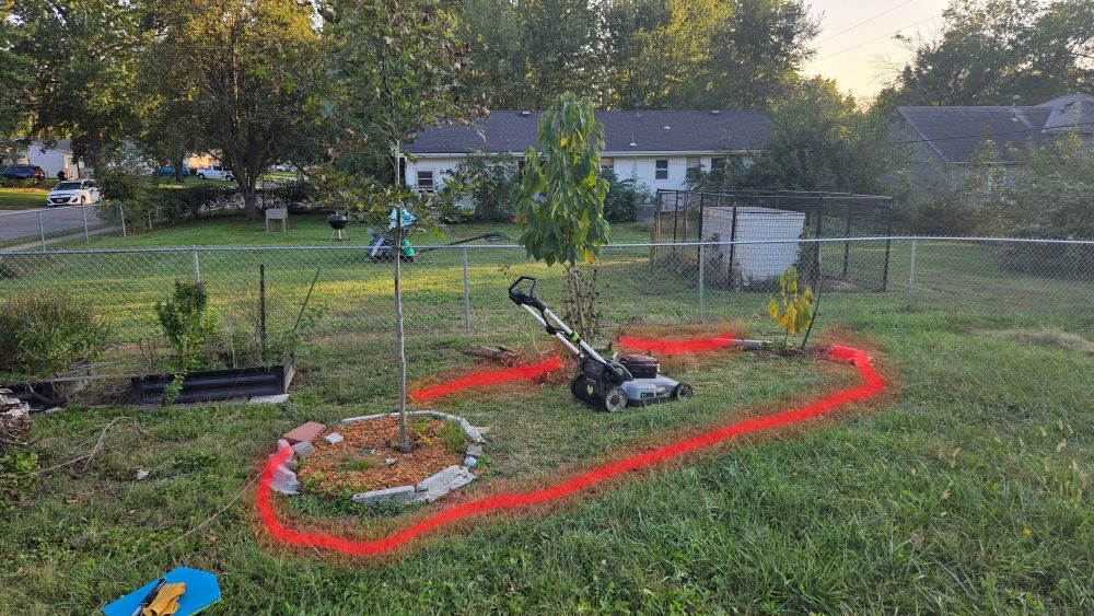 Backyard with 3 trees separated by grass. Red line drawn on the picture as outline of expansion to connect all 3 in the same garden