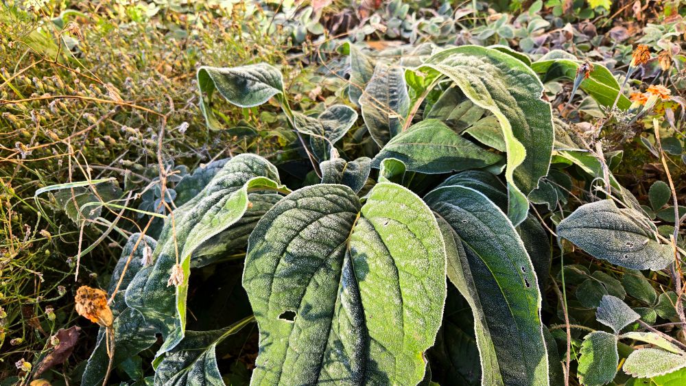 Frost on Coneflower leaves