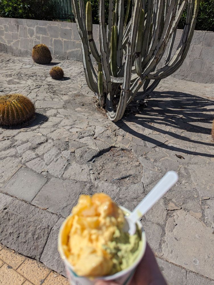 Gestochen scharf im Anschnitt fotografierte Kakteen auf Steinplatten, davor ein unscharf fotografierter Eisbecher (Mango und Pistazie, hat hervorragend geschmeckt).