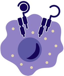 Schematic picture of an immune cell with lipid droplets inside and receptor molecules with bound ligand on the cell surface