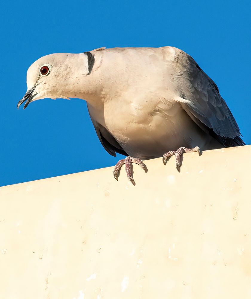 A dove sits on a rooftop clinging to the edge with its beak slightly open.