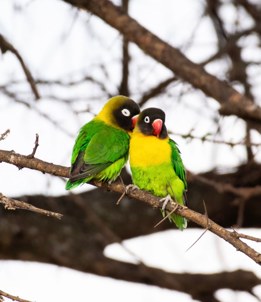 A pair of vibrant green birds with yellow breasts and red beaks snuggle against each other on a branch