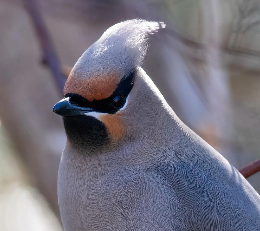 A closeup portrait of a waxwing (bird)