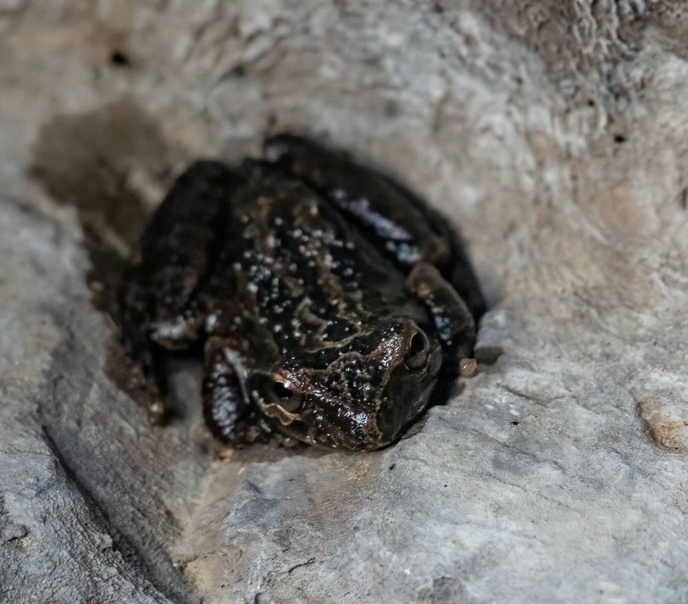 A small brown frog sits curled up amongst rocks