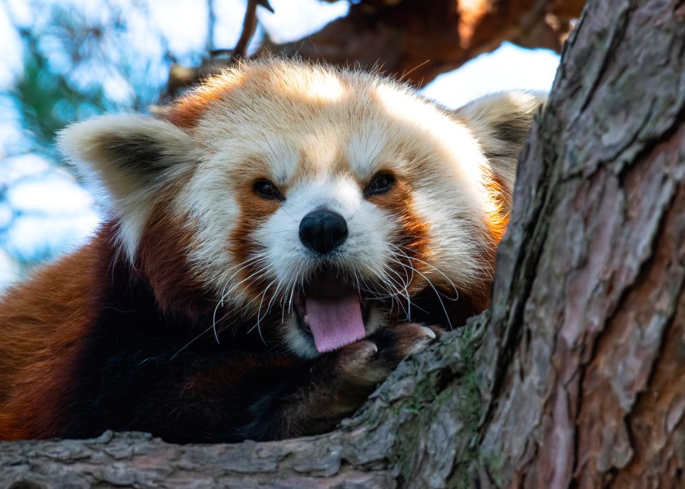 A red panda lays in a tree mid-yawn