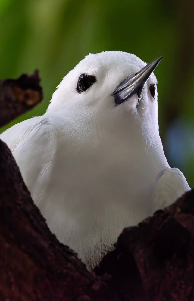 A white tern photographed from the chest up as it peeks between branches
