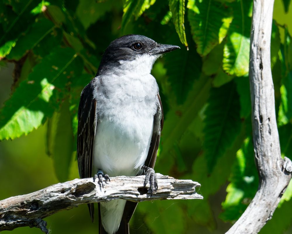 A kingbird stands on a branch covered in spiderwebs.