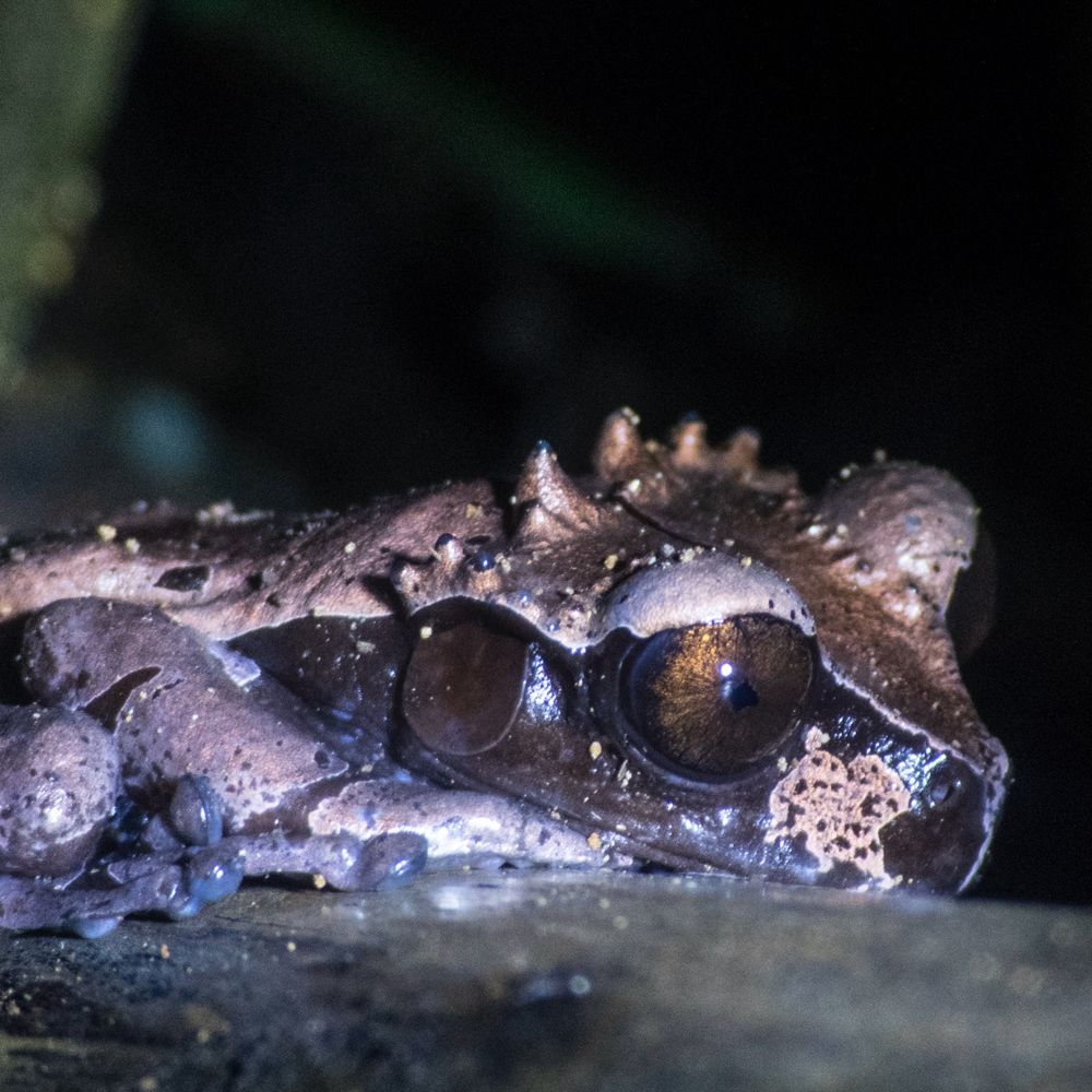 A small brown frog sits on a leaf