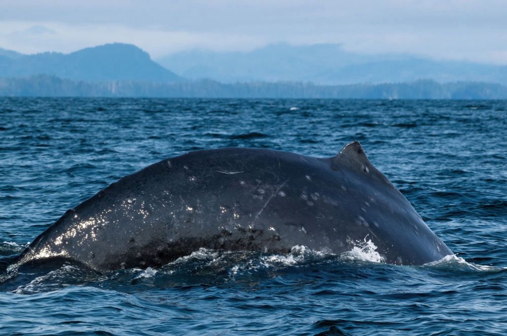 A humpback whale's backside breaking the ocean's surface