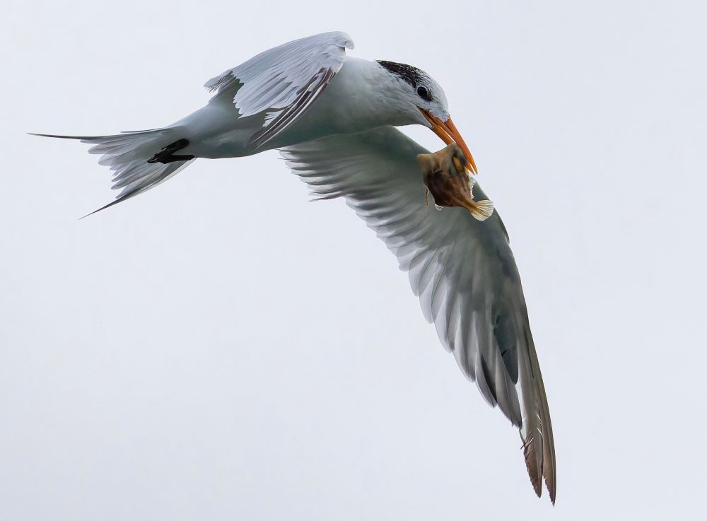 A royal tern flying in front of a white background with a fish hanging out of its beak 