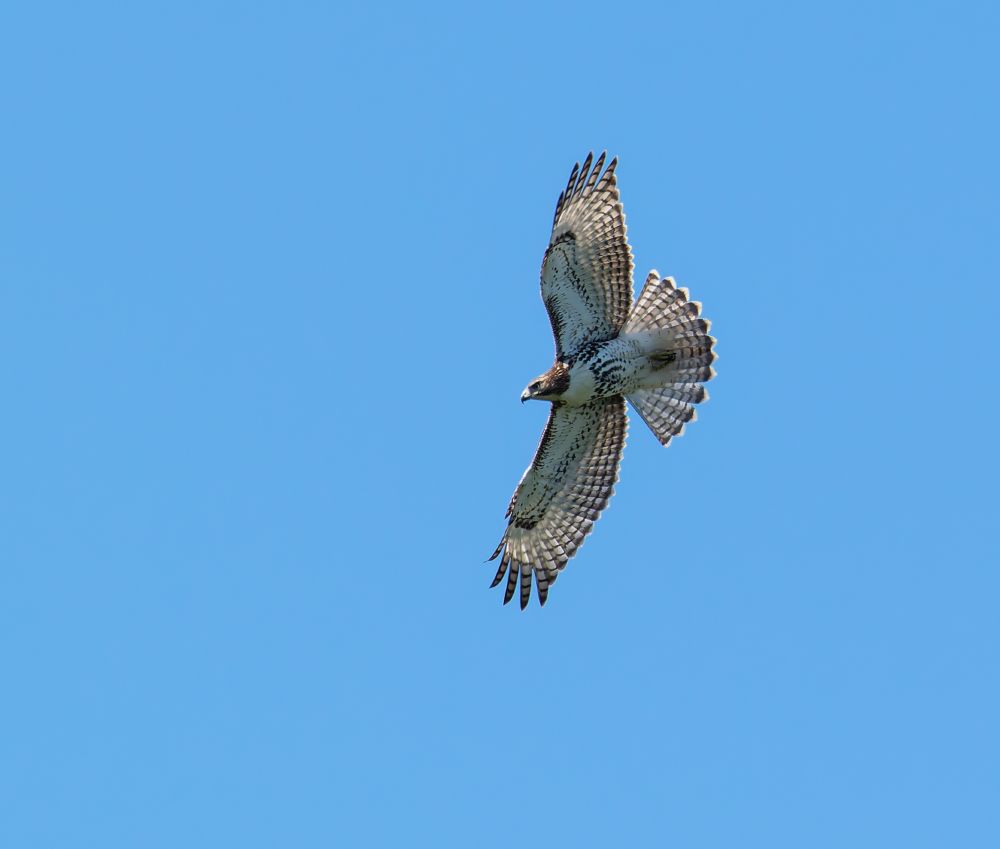 A red-tailed hawk soars overhead. 