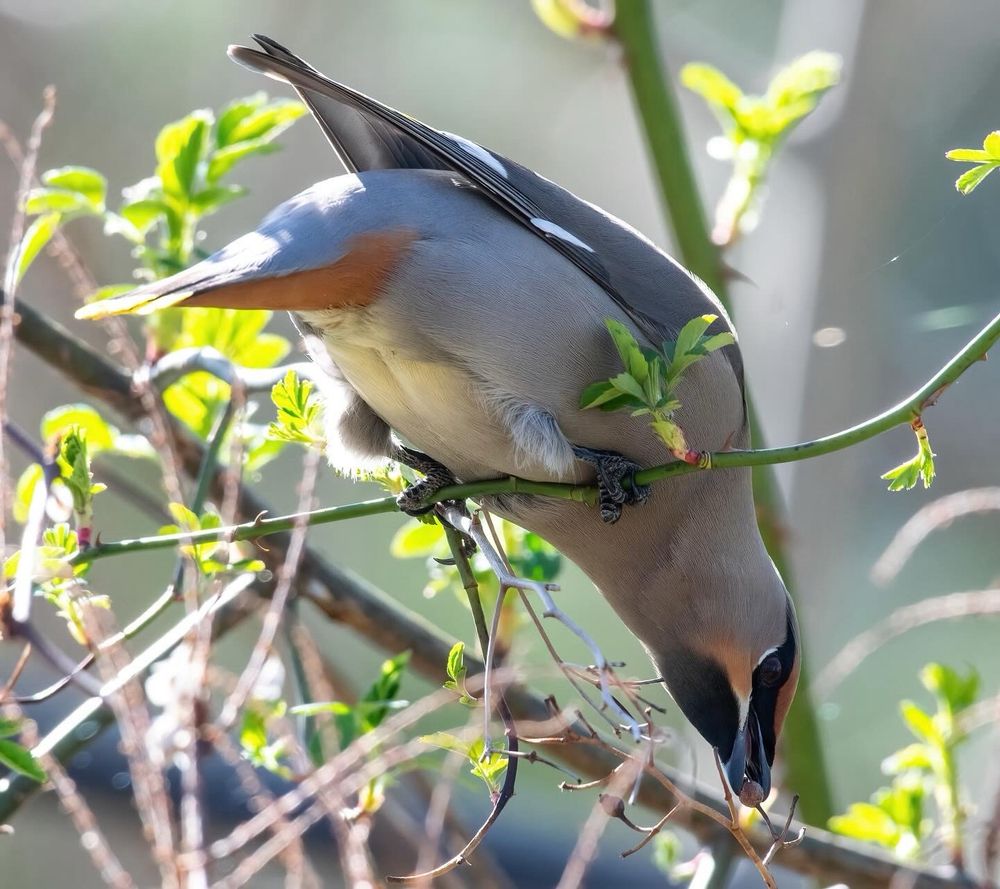 A waxwing (bird) hanging over a branch pulling a berry off